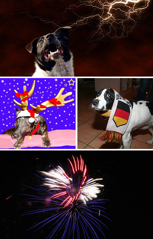 Abb. Tier-Silvester