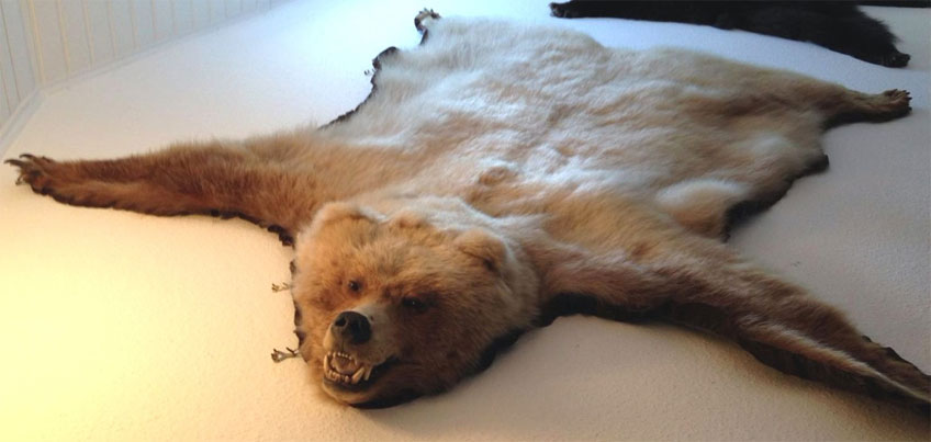 Dieses Grizzlyfell entwendeten die Unbekannten beim Einbruch.