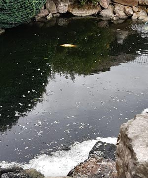 Zun&auml;chst einmal muss ein Fischdoktor die Fische in Augenschein nehmen und sich eine Fachfirma um die Beseitigung des &Ouml;ls und die Reinigung der Teiche k&uuml;mmern.