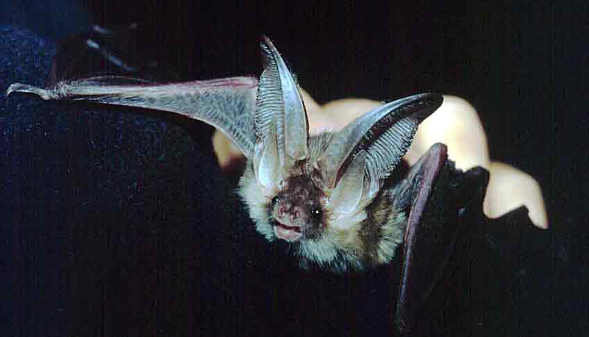 Fledermaus langohr