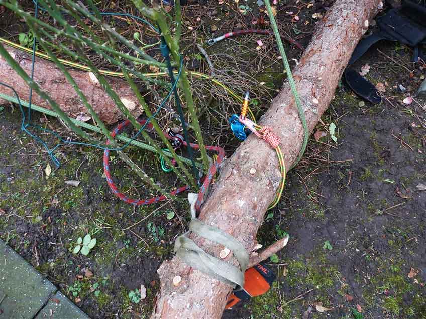 Diverse farbige Seile hatten sich um Teile des Baumstammes gewickelt