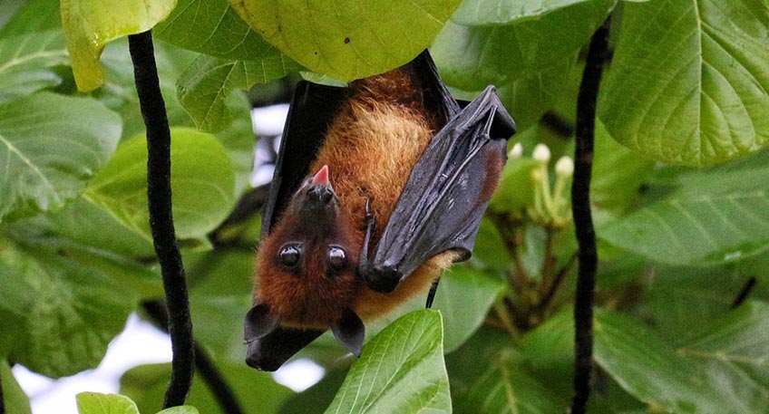 20210615 hallo minden fledermaus 00