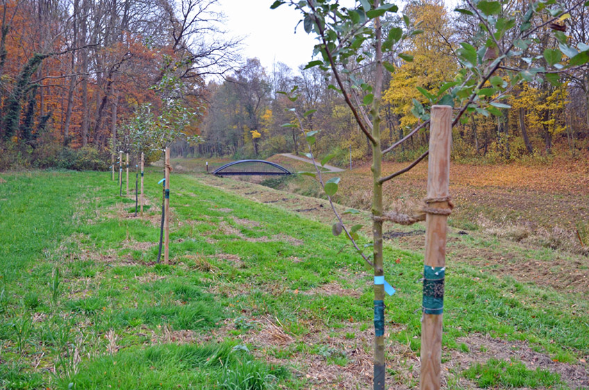 Sch&ouml;ner Anblick: Am Rande des Rundwanderwegs von Schloss Benkhausen entsteht eine biologisch angelegte Streuobstwiese.