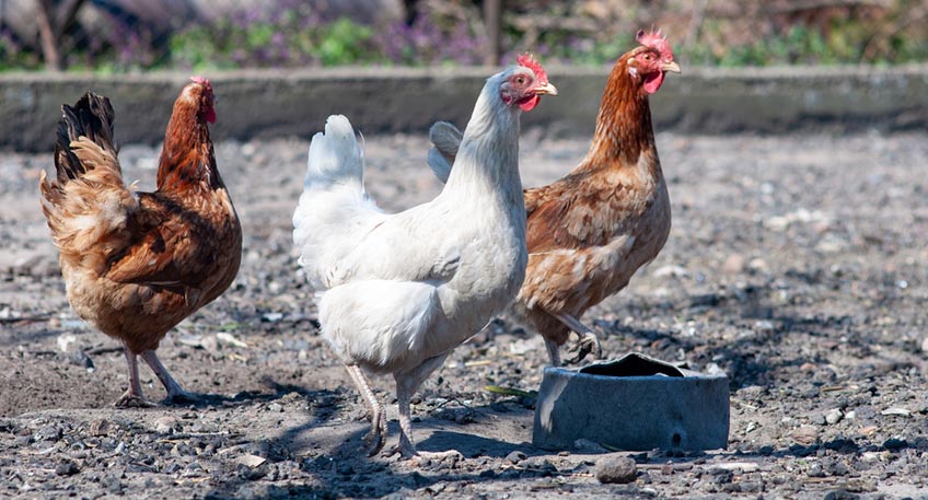 20210304-hallo-minden-stallpflicht