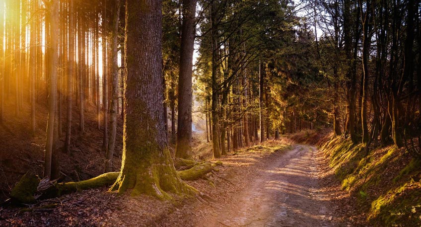 Bekanntlich erfolgt derzeit die Renovierung des beliebten Aussichtsturmes (Wiehenturm) im Bereich des Wanderparkplatzes &bdquo;Schwarzer Brink&ldquo; an der Bergstra&szlig;e. In Absprache mit dem Forstbetrieb m&uuml;ssen wegen der erforderlichen Montagearbeiten die vielfach frequentierten Wanderwege A 8 und A 9 im Bereich des Wiehenturmes vorr&uuml;bergehend gesperrt werden.