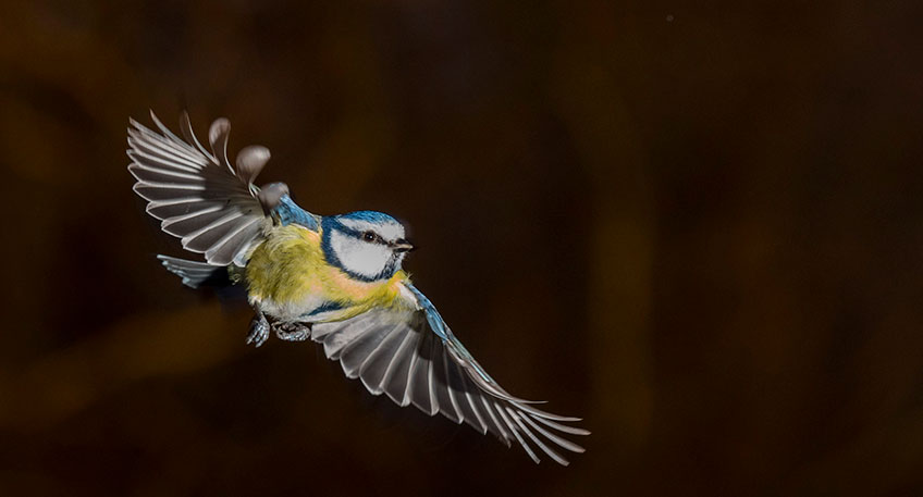 Zu den weit verbreitesten Singv&ouml;geln in unseren G&auml;rten geh&ouml;ren u.a. Blaumeise, Rotkehlen und Buchfink.
