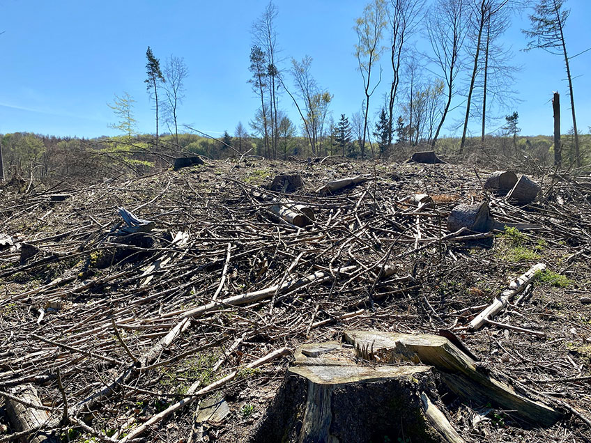 Das H&uuml;gelgrab auf dem Schlichten Brink im Stemweder Berg ist nicht nur die vermutlich &auml;lteste historische St&auml;tte in der Gemeinde Stemwede, sie bleibt auch weiterhin eine der geheimnisvollsten. 