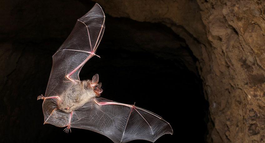 Samstag, 07. Mai 2022, 20.00 Uhr - Flederm&auml;use &ndash; Akrobaten der Nacht                 Heute Abend dreht sich alles um Flederm&auml;use, unsere n&auml;chtlichen Insektenj&auml;ger. Auf einem Spaziergang sehen wir uns m&ouml;gliche Tagesschlafpl&auml;tze an H&auml;usern und B&auml;umen an, erfahren, wovon sie sich ern&auml;hren, und warum sie besonders gesch&uuml;tzt sind. In der D&auml;mmerung werden Flederm&auml;use aktiv, und wir k&ouml;nnen sie im Kurpark bei der Nahrungssuche beobachten. Ein Fledermausdetektor macht ihre Rufe f&uuml;r Menschen h&ouml;rbar.     Hinweise:  Die F&uuml;hrung ist f&uuml;r Rollstuhlfahrer geeignet.  Die zur&uuml;ckzulegende Strecke betr&auml;gt ca. 1,5 km.  Bei Dauerregen f&auml;llt die Veranstaltung aus.     Treffpunkt: Sportplatz Bad Holzhausen, Heddinghauser Stra&szlig;e 11, 32361 Preu&szlig;isch Oldendorf/ Holzhausen  Dauer: ca. 2 Stunden  Kosten: Erwachsene 5 &euro;; Kinder 7-16 Jahre 3 &euro;  Veranstalter: Natur- und Geopark TERRA.vita  Tourguide: Astrid Schmidtendorf  Anmeldung: erforderlich unter Tel (05427) 927881 oder Email astrid.schmidtendorf@terraguide.info