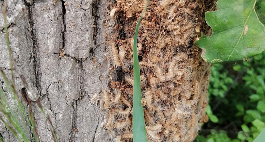 20220524 hallo luebbecke baeume