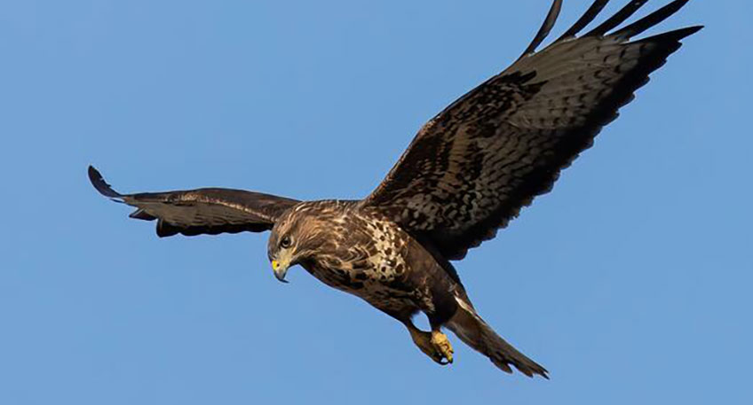 20220630 hallo luebbecke vogel