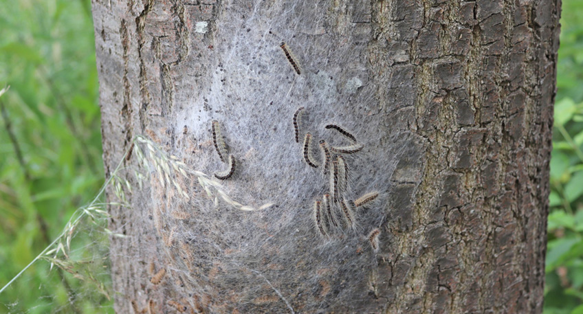 Der Eichenprozessionsspinner wird auch in Stemwede von Jahr zu Jahr zu einer gr&ouml;&szlig;eren Plage. Mittlerweile ist nahezu jede heimische Eiche von dem Sch&auml;dling befallen. Die Hinweise und die Fragen aus der Bev&ouml;lkerung nehmen zu, daher informiert die Gemeinde und gibt Handlungsempfehlungen.