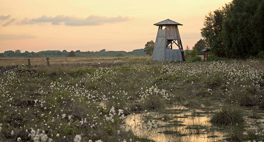 Das BNE-Bildungsteam bietet am Donnerstag, 1. September 2022 von 16 bis 18 Uhr einen Achtsamkeitsworkshop im Gro&szlig;en Torfmoor f&uuml;r Erwachsene an. Nirgendwo ist Achtsamkeit leichter als in der Natur und auf nichts ist die Natur mehr angewiesen als auf die Achtsamkeit der Menschen.