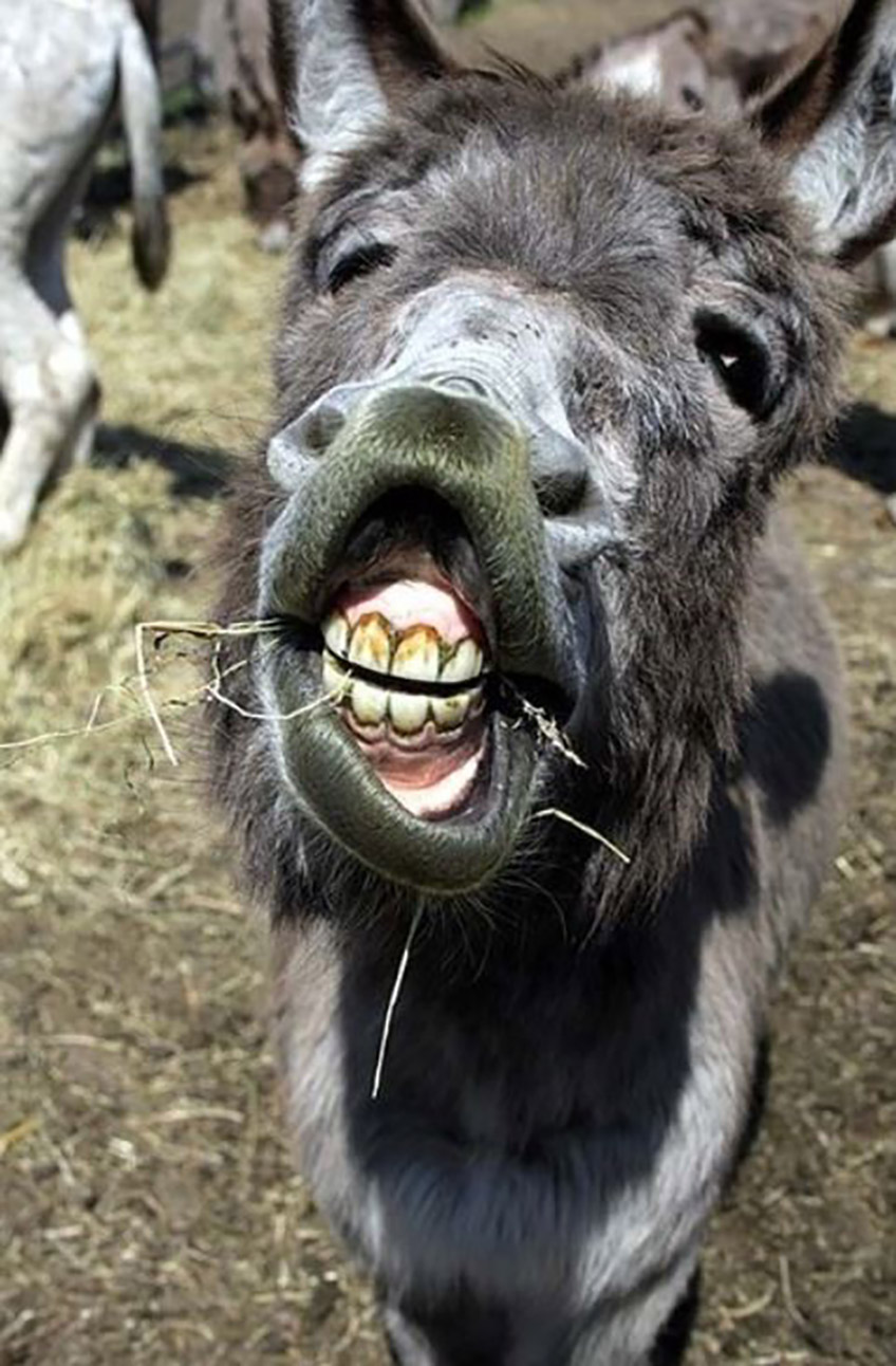 Da der Aktionstag unter dem Motto &bdquo;Familienfest&ldquo; steht, gibt es besonders f&uuml;r die kleinen Besucher viele Mitmachaktionen wie z.B. das Kindergl&uuml;cksrad der Familienbeauftragten der Stadt Rahden. Das Spielmobil des Stadtsportverbands ist ebenfalls vor Ort und eine H&uuml;pfburg sorgt f&uuml;r jede Menge Spa&szlig;. Als besonderes Highlight wird Eselreiten vom Eselhof Priesmeier angeboten.