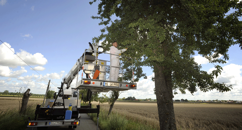 20230811 hallo luebbecke baum