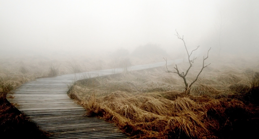 https://www.hallo-luebbecke.de/data/Bildarchiv/2023/202308_August/20230827_hallo_minden_moor_pixabay.jpg
