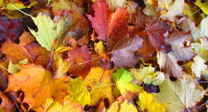 B&auml;ume leisten einen wichtigen Beitrag zu einem gr&uuml;nen Wohnumfeld und angenehmen Klima in der Stadt. Deshalb m&ouml;chte die Stadt L&uuml;bbecke die Akzeptanz von Gro&szlig;gr&uuml;n im st&auml;dtischen Wohnumfeld f&ouml;rdern und die B&uuml;rger bei der fachgerechten Entsorgung von Laub entlasten.
