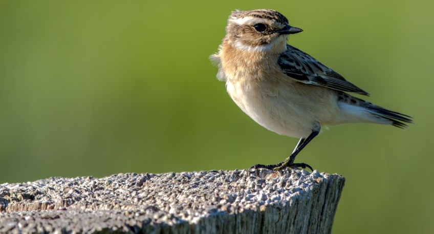 20231230_hallo_minden_nabu_Braunkehlchen_Lothar_Meckling