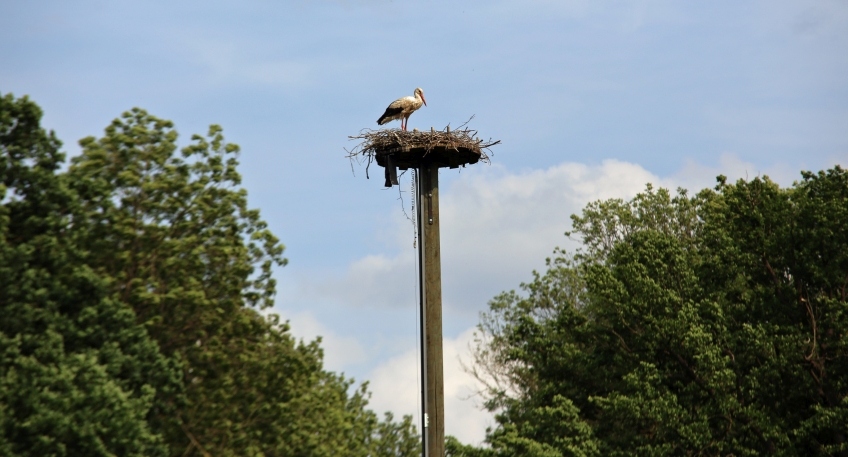https://www.hallo-luebbecke.de/data/Bildarchiv/2025/202506_Juni/20250622_hallo_minden_merkur_Storch_im_Nest.jpg