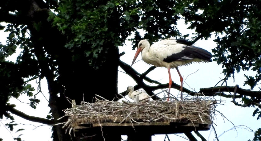 https://www.hallo-luebbecke.de/data/Bildarchiv/2025/202506_Juni/20250622_hallo_minden_merkur_Storch_und_Jungtier.jpg