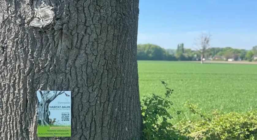 https://www.hallo-luebbecke.de/data/Bildarchiv/2025/202508_August/20250805_hallo_minden_stemwede_baumhabitat-stemwede-2025-2.jpg