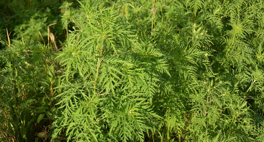 https://www.hallo-luebbecke.de/data/Bildarchiv/2025/202508_August/20250819_hallo_minden_aok_BU2_Ambrosia_Pollen_2025.jpg