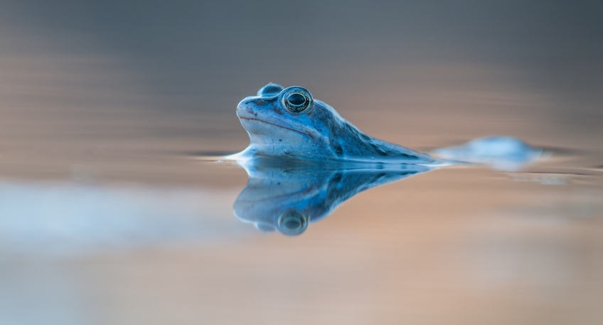 https://www.hallo-luebbecke.de/data/Bildarchiv/2025/202509_September/20250920_hallo_minden_nabu_Moorfrosch_WV120062_1-1_wilfried_vogel.jpg