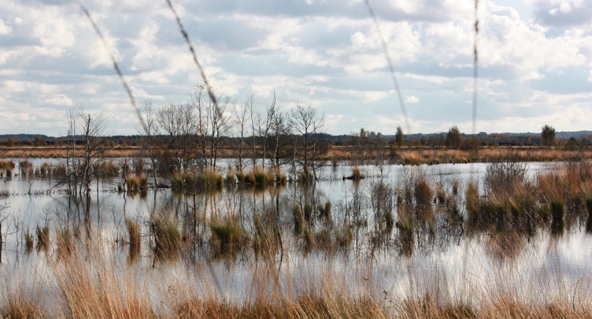 https://www.hallo-luebbecke.de/data/Bildarchiv/2026/202605_Mai/20260503_hallo_minden_moor_pixabay.jpg