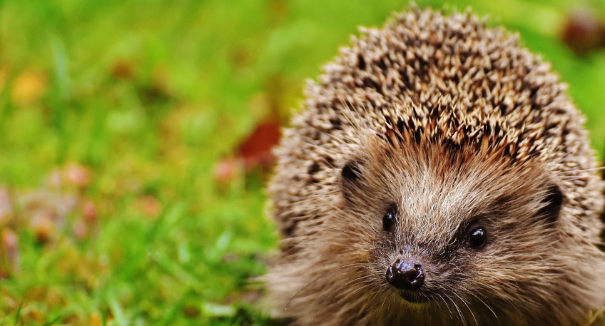 https://www.hallo-luebbecke.de/data/Bildarchiv/2026/202607_Juli/20260705_hallo_minden_igel_pixabay.jpg
