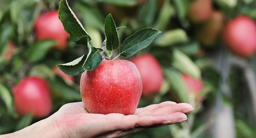 https://www.hallo-luebbecke.de/data/Bildarchiv/2026/202610_Oktober/20261014_hallo_minden_apfel_pixabay.jpg