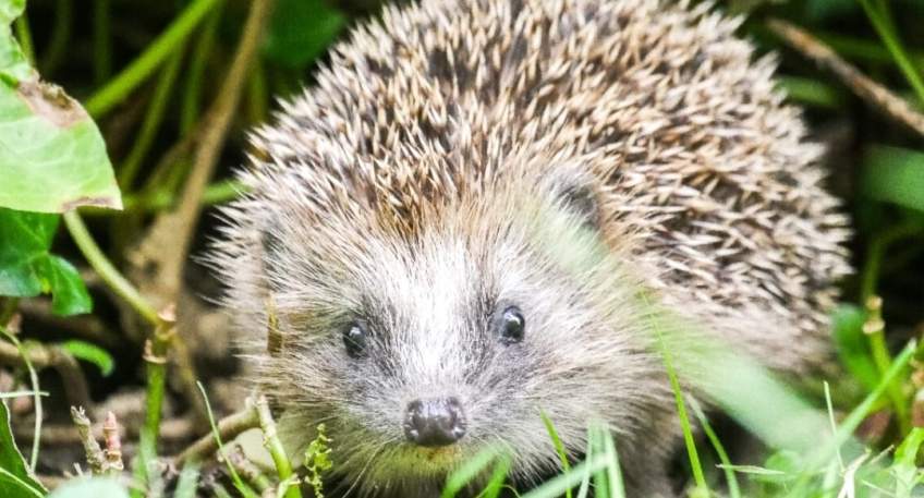 https://www.hallo-luebbecke.de/data/Bildarchiv/2026/202610_Oktober/20261025_hallo_minden_nabu_Igel_1_angela_petermann.jpg