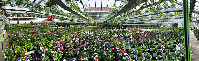 20220519 hallo minden gartenbau wittemeyer 00