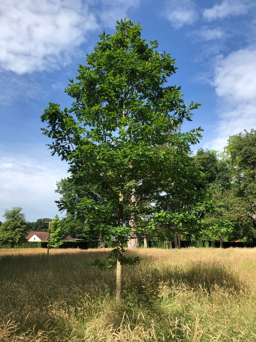 info@schloss-benkhausen.de