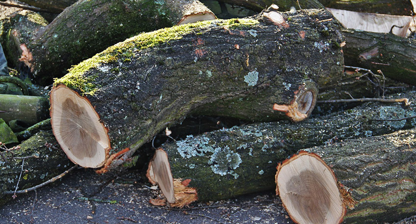 Vom 2. bis 5. November werden in den verschiedenen Abfall-Abfuhrbezirken der Stadt wieder sperrige Grünabfälle abgeholt. Wie bereits in diesem Frühjahr ist dazu aus organisatorischen Gründen eine vorherige Anmeldung bis zum 26. Oktober über das städtische Serviceportal (service.luebbecke.de; in der Suche „Grünabfall“ eingeben) erforderlich.