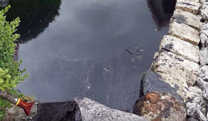 Gartenteiche mit Altöl verseucht Zunächst einmal muss ein Fischdoktor die Fische in Augenschein nehmen und sich eine Fachfirma um die Beseitigung des Öls und die Reinigung der Teiche kümmern.