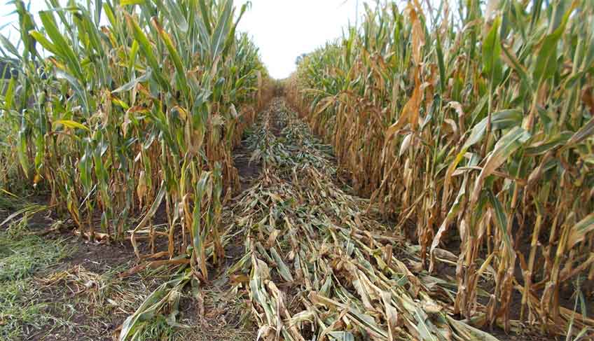 Ein Unbekannter fuhr der mit seinem Wagen die erntereifen Pflanzen auf einer L&auml;nge von rund 200 Metern nieder