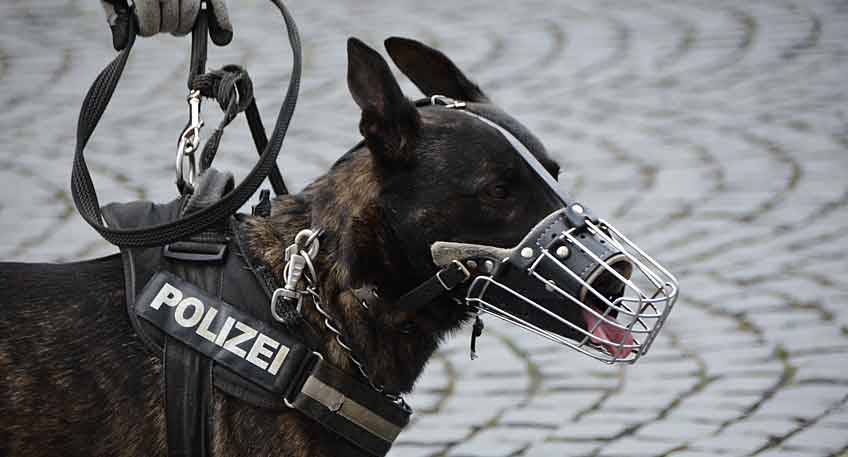 polizei-hallo-luebbecke-polizeihund1.jpg Was befürchtet wurde, ist nun Gewissheit: Der seit fast eineinhalb Wochen vermisste 78-jähriger Mann aus Hüllhorst-Ahlsen ist tot.